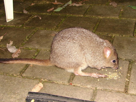 Yelverton Brook Conservation Sanctuary - Darwin Holiday 37
