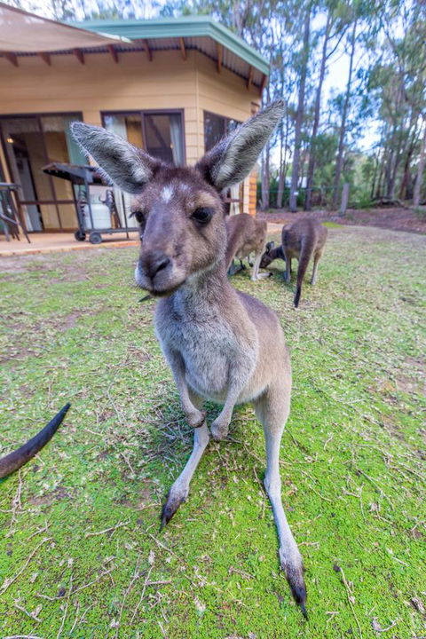 Yelverton Brook Conservation Sanctuary - Darwin Holiday 0