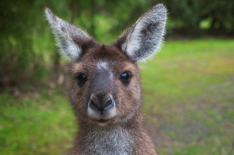 Yelverton Brook Conservation Sanctuary - Darwin Holiday 25