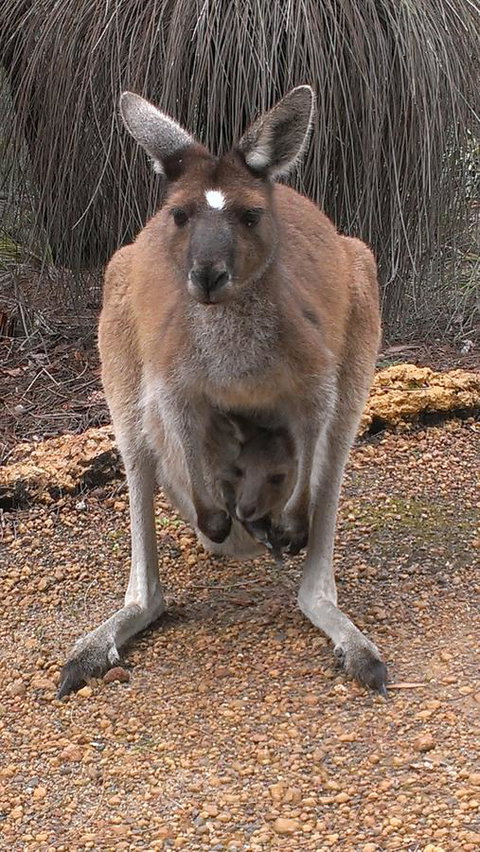 Yelverton Brook Conservation Sanctuary - Darwin Holiday 27
