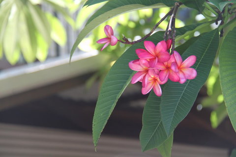 Beach House On Fox - Darwin Holiday 15