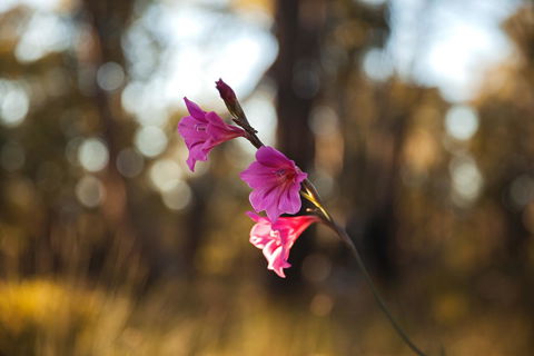 Amaroo Retreat & Spa - Darwin Holiday 14