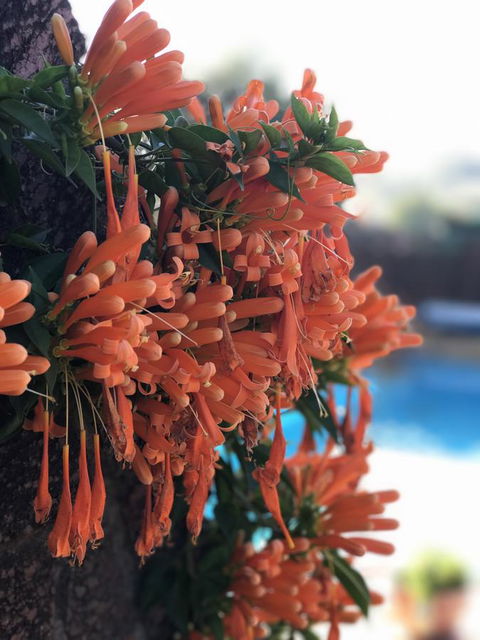 Swan Valley Rest Cottage - Darwin Holiday 23