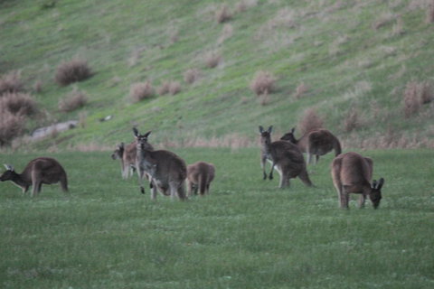 The Farmhouse - Darwin Holiday 14