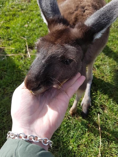 Balingup Highview Chalets - Darwin Holiday 12