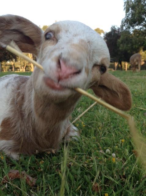 Balingup Highview Chalets - Darwin Holiday 35