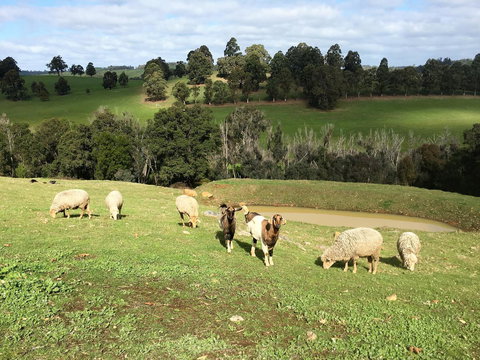 Balingup Highview Chalets - Darwin Holiday 36