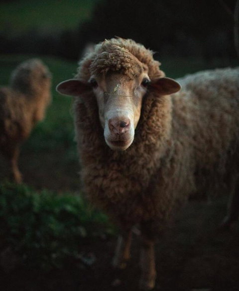 Balingup Highview Chalets - Darwin Holiday 17