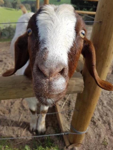 Balingup Highview Chalets - Darwin Holiday 16