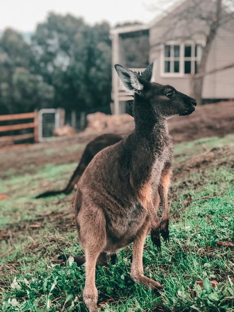 Balingup Highview Chalets - Darwin Holiday 15