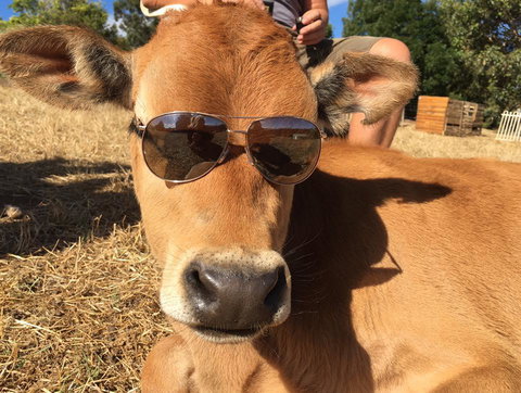 Balingup Highview Chalets - Darwin Holiday 32