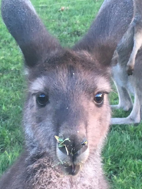Balingup Highview Chalets - Darwin Holiday 22