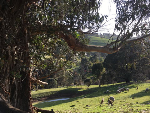 Balingup Highview Chalets - Darwin Holiday 13