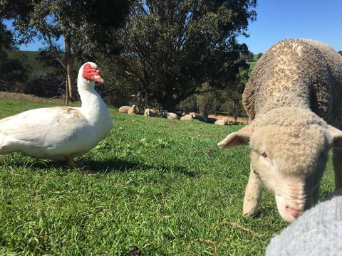 Balingup Highview Chalets - Darwin Holiday 38