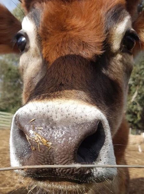 Balingup Highview Chalets - Darwin Holiday 14