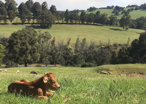 Balingup Highview Chalets - Darwin Holiday 34