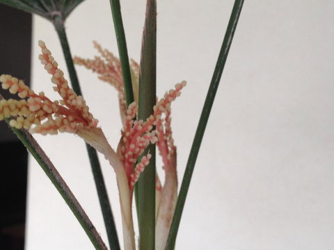 Fremantle Townhouse Unit 4 - Darwin Holiday 16