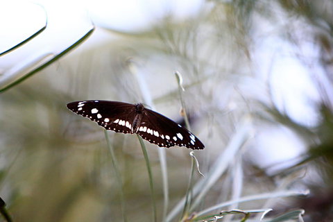 Habitat Resort - Darwin Holiday 42