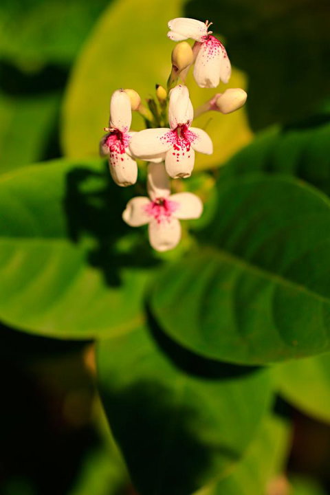 Habitat Resort - Darwin Holiday 38
