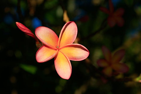 Habitat Resort - Darwin Holiday 37