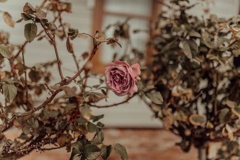 Bluebird Cottage - Darwin Holiday 25