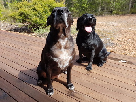 Jarrah Grove Forest Retreat - Darwin Holiday 22