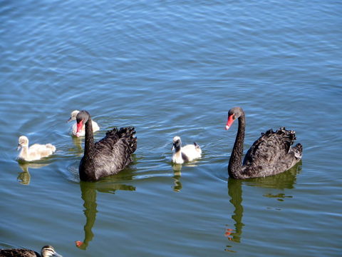 Yunderup Kannie Kottage - Darwin Holiday 3