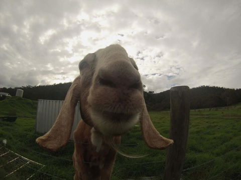 Tanen Farm - Darwin Holiday 7