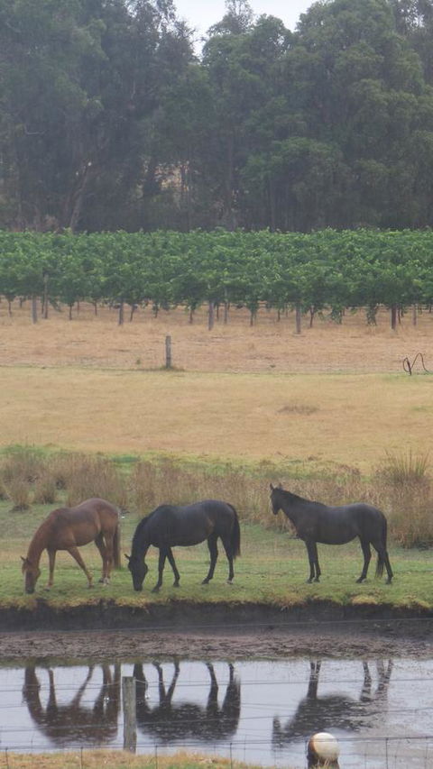 Windfall Estate Vineyard Cottage - Darwin Holiday 26