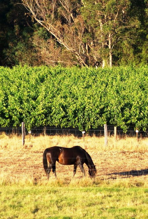Windfall Estate Vineyard Cottage - Darwin Holiday 18