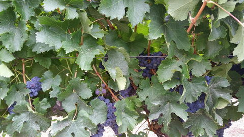 Windfall Estate Vineyard Cottage - Darwin Holiday 29