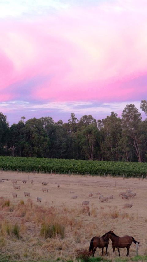 Windfall Estate Vineyard Cottage - Darwin Holiday 25