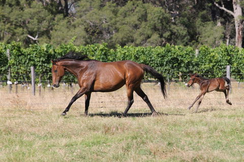 Windfall Estate Vineyard Cottage - Darwin Holiday 17