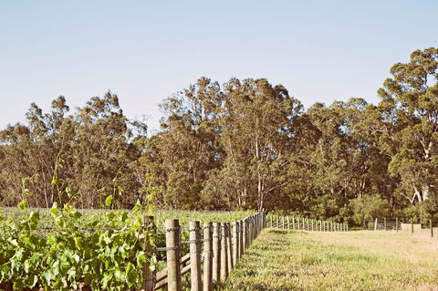 Windfall Estate Vineyard Cottage - Darwin Holiday 23