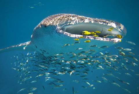 Sal Salis Ningaloo Reef - Darwin Holiday 20