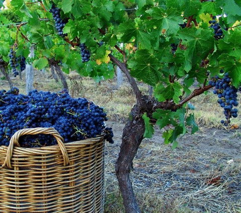 Sienna Lodge - Darwin Holiday 17