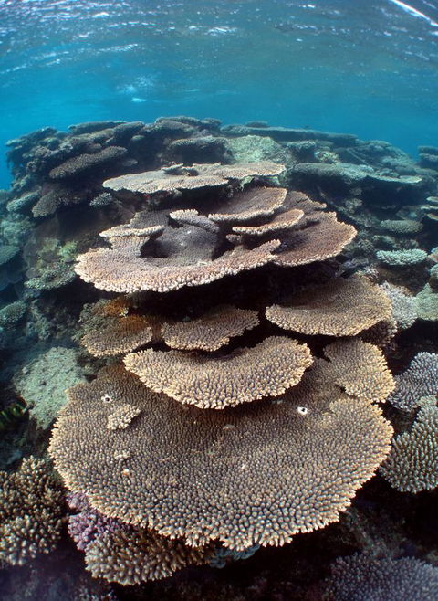 Ningaloo Coral Bay â€“ Bayview - Darwin Holiday 6