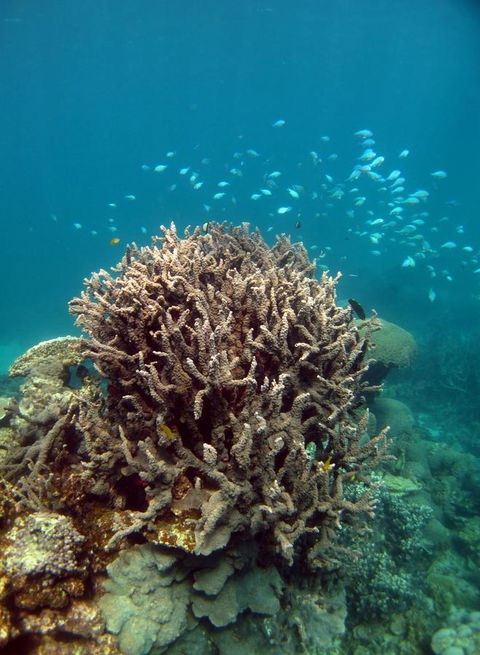 Ningaloo Coral Bay â€“ Bayview - Darwin Holiday 7