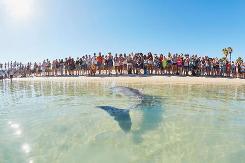 RAC Monkey Mia Dolphin Resort - Darwin Holiday 3