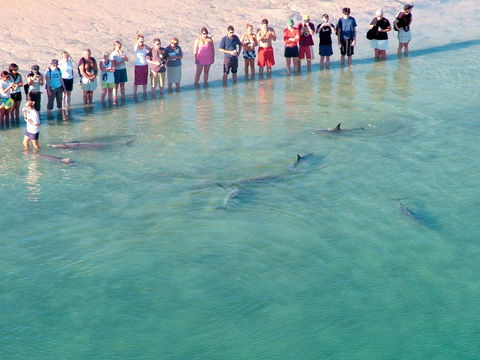 RAC Monkey Mia Dolphin Resort - Darwin Holiday 4