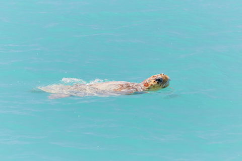 RAC Monkey Mia Dolphin Resort - Darwin Holiday 20