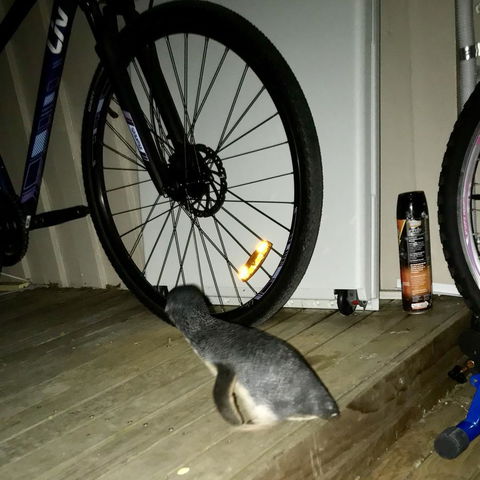 Beachend Bicheno - Darwin Holiday 21