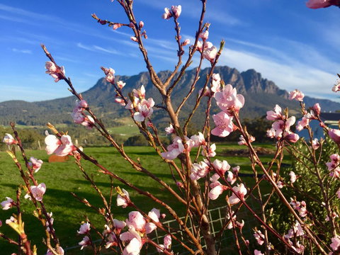 Manna Hill Farm - Darwin Holiday 3