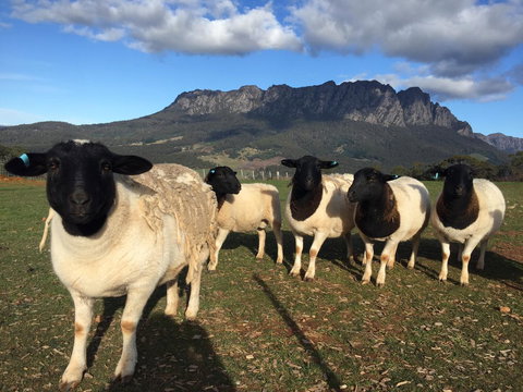 Manna Hill Farm - Darwin Holiday 28