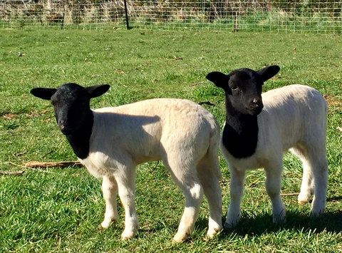 Manna Hill Farm - Darwin Holiday 2