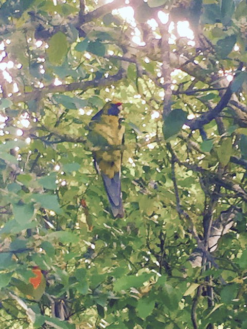 Wandering Geese Boutique Bed And Breakfast - Darwin Holiday 24