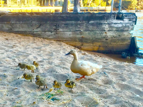 Wandering Geese Boutique Bed And Breakfast - Darwin Holiday 3