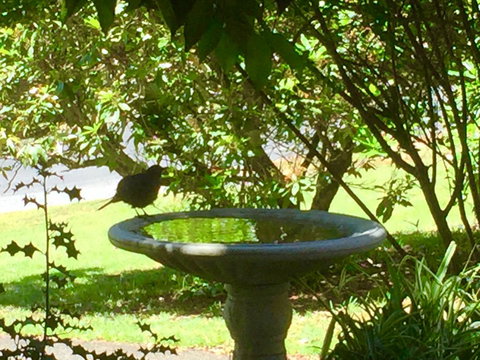 Wandering Geese Boutique Bed And Breakfast - Darwin Holiday 19