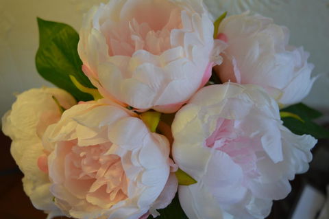 The Dragonfly Inn - Darwin Holiday 36