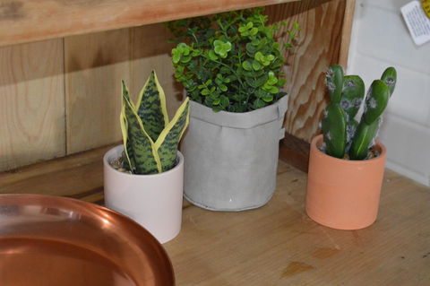 The Dragonfly Inn - Darwin Holiday 4